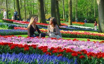 Đến thăm 'Thiên đường hoa' Keukenhof ở Hà Lan