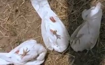 Những 'bậc thầy lừa đảo' trong thế giới động vật