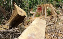 Một tháng 200 vụ phá rừng, ‘điểm nóng’ ở Đắk Nông, Điện Biên
