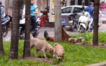 Chó ở chung cư: Chỉ được nuôi chó nhỏ?