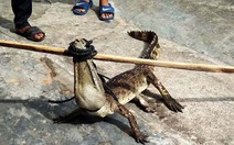 Sáng ra hoảng hồn thấy cá sấu lội dưới mương