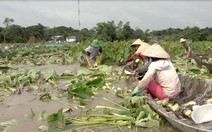 Lũ đồng bằng sông Cửu Long lên nhanh, nhiều nơi bị thiệt hại