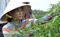 Giấc mơ đến trường từ ruộng ớt