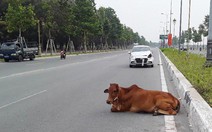 Bò thả rông gây tai nạn, chủ xe đòi bán, công an nói 'đã đốt'