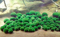 Những trái bóng rêu Marimo Nhật Bản