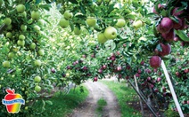 Táo Washington tìm đến bàn ăn Việt ngày càng nhiều