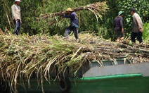 Thủ tướng: 'Nhà nước không bao cấp cho ngành mía đường'