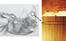 Chế tạo sừng tê giác giả để cứu tê giác thật