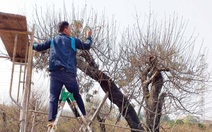 Làng hoa Hà Nội vào mùa tết