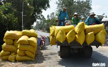 Nông dân khốn khổ vì doanh nghiệp 'bẻ kèo' thu mua lúa