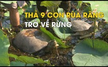 Thả động vật quý hiếm vào Vườn quốc gia Tràm Chim