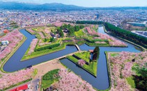 Tuyệt sắc hoa anh đào giữa đất trời Hokkaido Nhật Bản