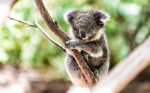 Mất rừng, gấu Koala sát bờ vực tuyệt chủng