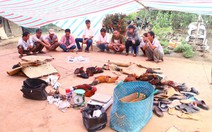 Vây bắt sới gà trăm triệu giữa vườn cây