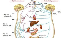 Rối loạn thần kinh thực vật