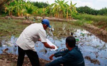 TP.HCM nghiên cứu thí điểm cho xây công trình trên đất nông nghiệp