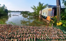 Cá lóc phơi khô trên đường về Hồng Ngự