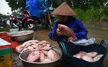 Cá lồng bè chết, trôi sông hàng ngàn tấn, ngư dân bán như cho đầy đường