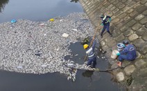 Cá chết trắng hàng loạt trên hồ Hòa Phú, Đà Nẵng