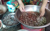 Giá cá linh còn 150.000đ-180.000đ/kg nhờ nước lũ lên cao