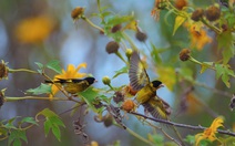 Dalat of Harmony: Tình yêu Đà Lạt trong chợ, trong sương