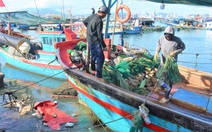 Săn tôm hùm nhí kiếm hàng chục triệu mỗi ngày