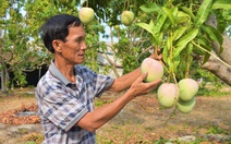 'Thủ phủ' xoài miền Trung... kêu cứu vì chín đỏ cây mà không ai mua