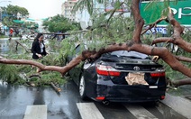 Mưa lớn kèm gió mạnh, hàng loạt cây cối ở Cần Thơ bật gốc