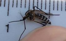 Nghiên cứu thành công vaccine ngừa bệnh chikungunya sau hơn 50 năm