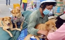 Cà Mau yêu cầu báo cáo vụ tiêu hủy 13 con chó của người về quê
