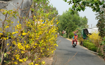 Dịch không thể giết chết được một mùa xuân