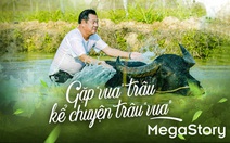 Gặp 'vua' trâu nghe kể chuyện trâu 'vua'