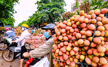 Video: Bắc Giang 'vòng vây ba lớp' bảo vệ 15.000 ha vải thiều Lục Ngạn đang vào mùa thu hoạch