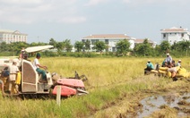 Bạc Liêu thành lập tổ điều phối, tiêu thụ nông sản, Cà Mau thu hoạch lúa trong đêm