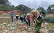 Công an Đà Lạt ra đồng thu hoạch rau tặng y bác sĩ, bệnh nhân và người dân vùng dịch