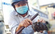 Đầu năm quét đinh rải dọc quốc lộ 1 khu Bình Chánh