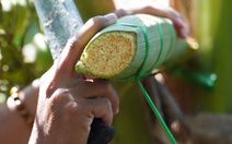 Chuyện mật hoa dừa đến Nhật
