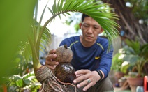 Bonsai dừa hình hổ đón Tết Nhâm Dần