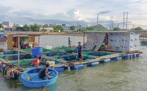 Đưa lồng bè ra khỏi khu tránh bão Ninh Chử