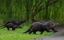 Rái cá 'vô song' quậy tưng ở Singapore