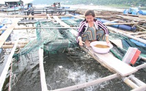 Giá cá biển lên cao gấp đôi, dân nuôi ở Kiên Giang 'có tiền ăn Tết'