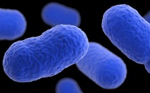 Bùng phát nhiễm khuẩn listeria gây chết người tại Mỹ