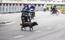 Bắt chó thả rông: Hướng đến ý thức chủ nuôi