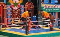 Khán giả cười no với hai chú khỉ tỉ thí boxing