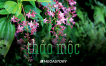 Cung đường thảo mộc