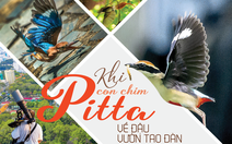 Khi con chim Pitta về đậu vườn Tao Đàn