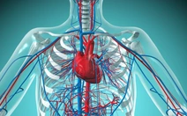 Keo có thể 'vá' mô tổn thương cho người bị đau tim