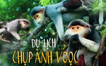 Du lịch chụp ảnh voọc: Tour hay, ít phổ biến