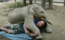 Voi con tinh nghịch như đứa trẻ