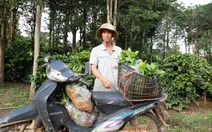 Cấp giống cà phê không đạt chuẩn: Hai xe cây giống kém chất lượng